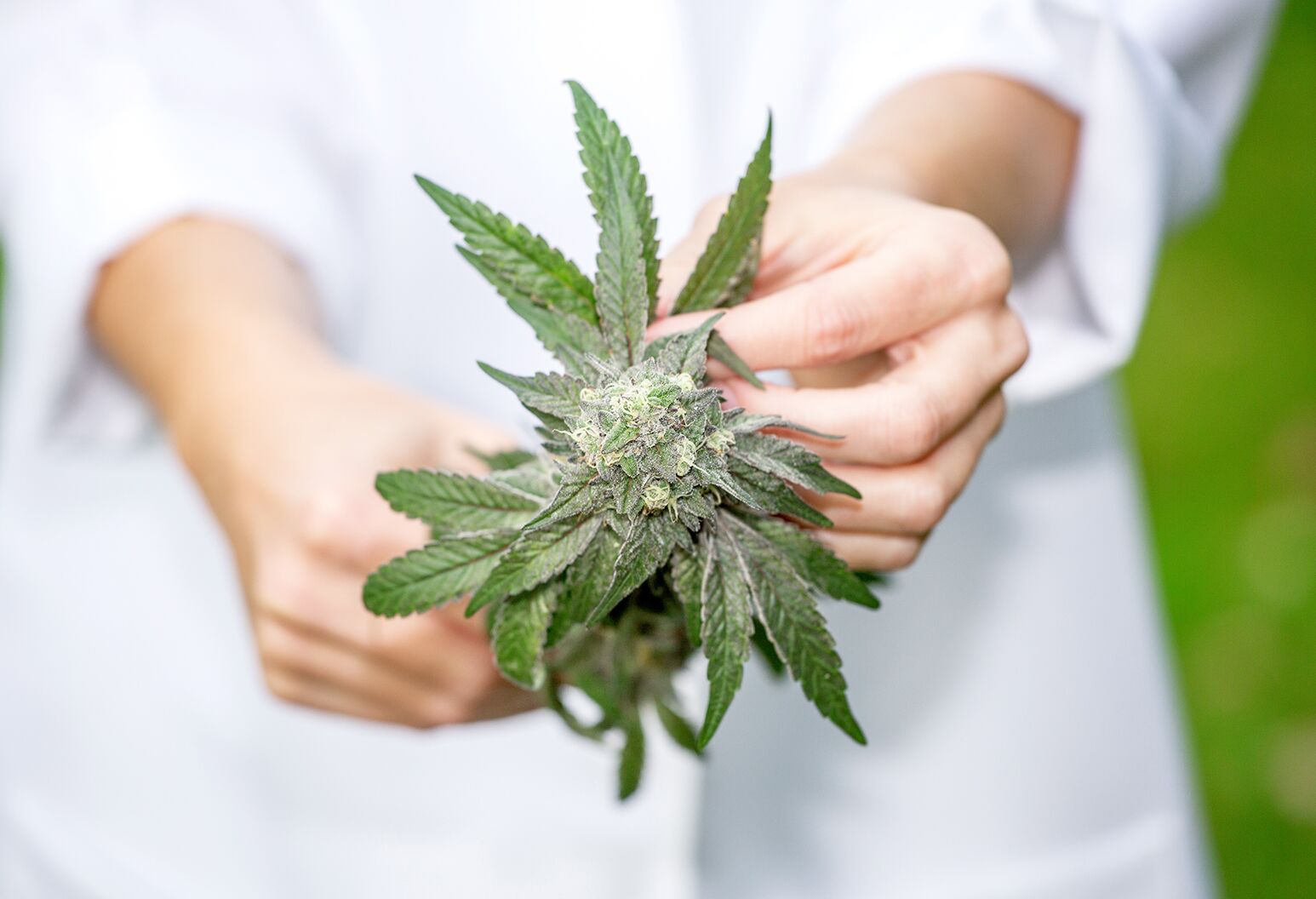 Cannabis club hamburg | Transparenter Vereinsanbau