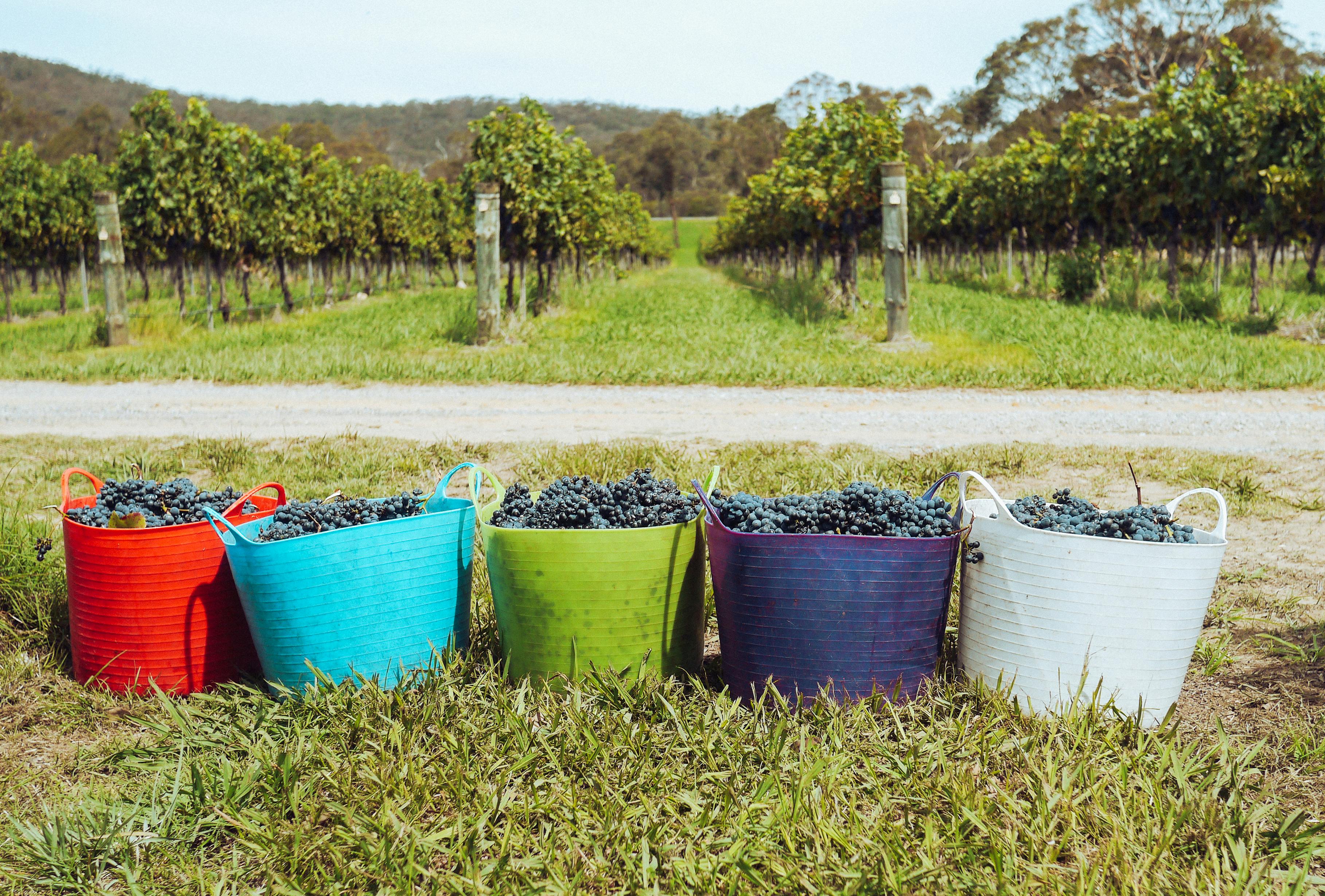 Winery Sacramento Wine Flights Worth the Drive from Downtown